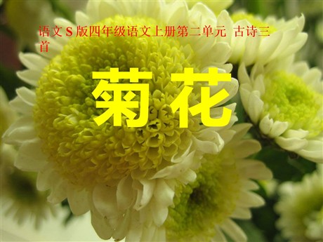 《菊花》PPT课件