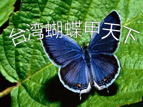 《台湾蝴蝶甲天下》PPT课件