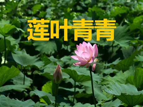 《莲叶青青》PPT课件4