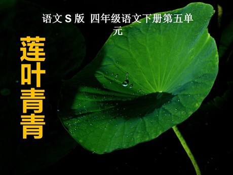 《莲叶青青》PPT课件5