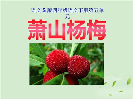 《萧山杨梅》PPT课件