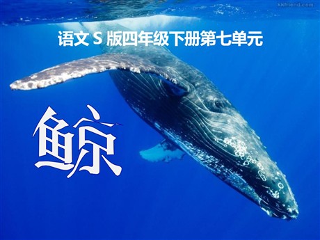 《鲸》PPT课件9