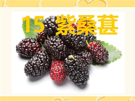 《紫桑葚》PPT课件