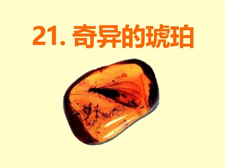 《奇异的琥珀》PPT课件5