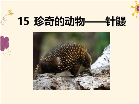 《珍奇的动物——针鼹》PPT课件