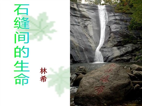 《石缝间的生命》PPT课件7