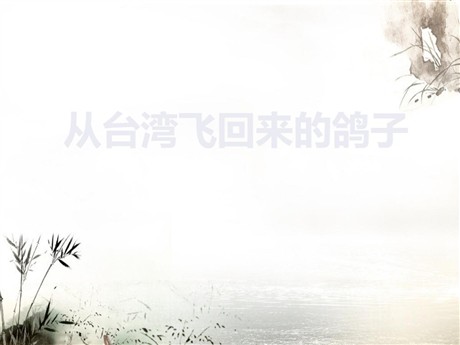 《从台湾飞回来的鸽子》PPT课件2