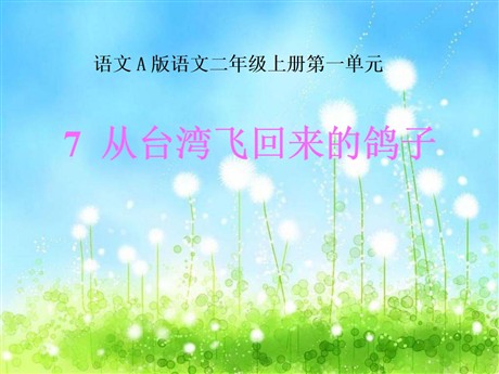 《从台湾飞回来的鸽子》PPT课件3