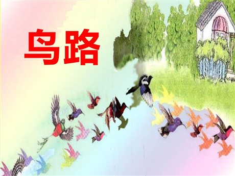 《鸟路》PPT课件2