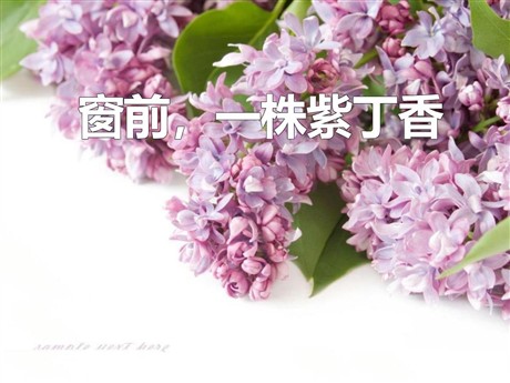 《窗前一株紫丁香》PPT课件4