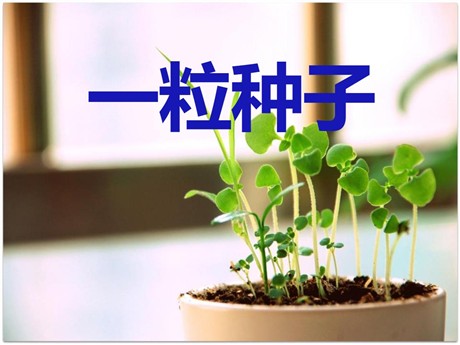 《一粒种子》PPT课件4