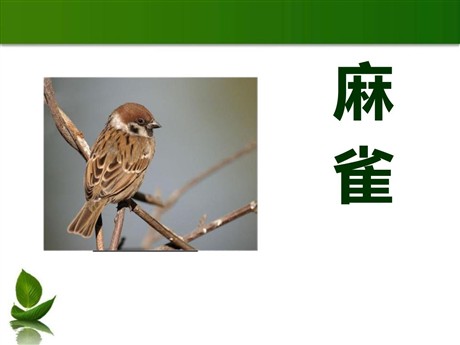 《麻雀》PPT课件6