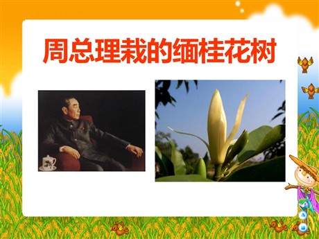 《周总理栽的缅桂花树》PPT课件