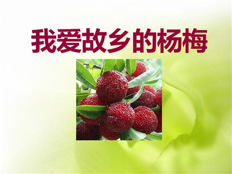 《我爱故乡的杨梅》PPT课件2