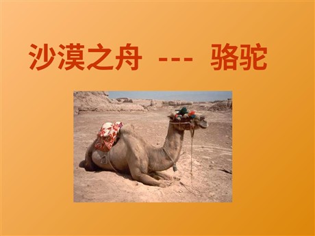 《沙漠之舟》PPT课件