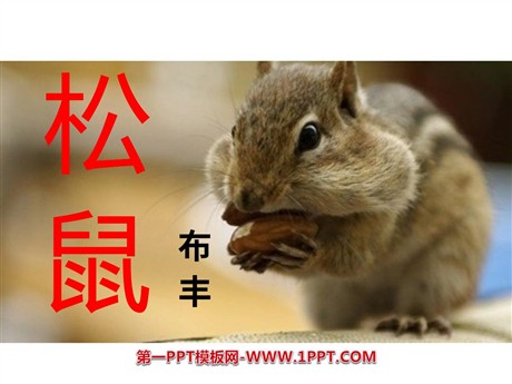 《松鼠》PPT课件3