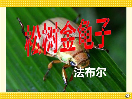 《松树金龟子》PPT课件
