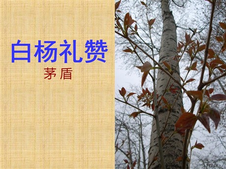《白杨礼赞》PPT课件6