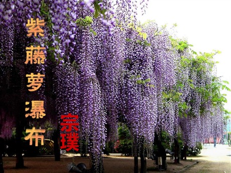 《紫藤萝瀑布》PPT课件3