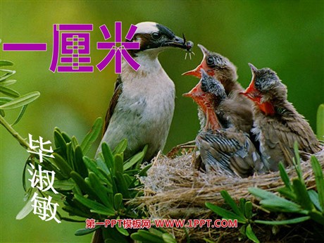 《一厘米》PPT课件