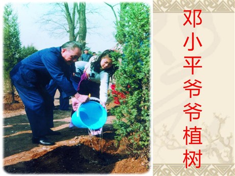 《邓小平爷爷植树》PPT课件3