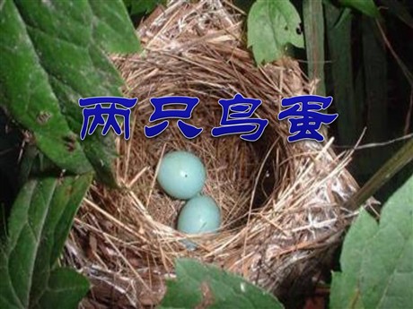 《两只鸟蛋》PPT课件5