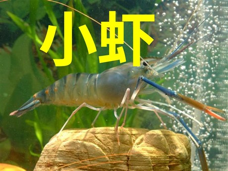 《小虾》PPT课件5