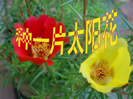 《种一片太阳花》PPT课件3