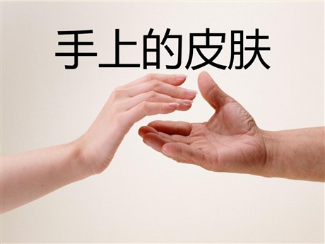 《手上的皮肤》PPT课件5