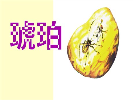《琥珀》PPT课件2
