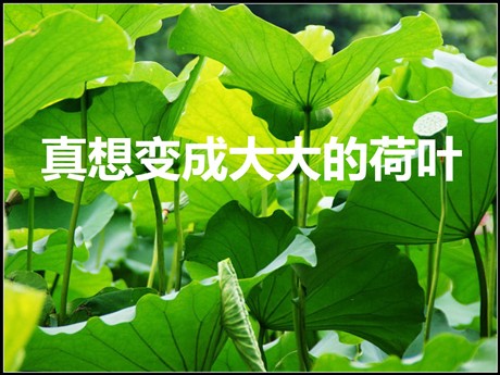 《真想变成大大的荷叶》PPT课件4