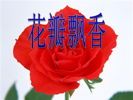 《花瓣飘香》PPT课件4