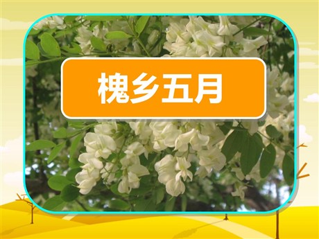 《槐乡五月》PPT课件3