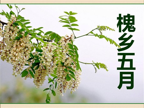 《槐乡五月》PPT课件5