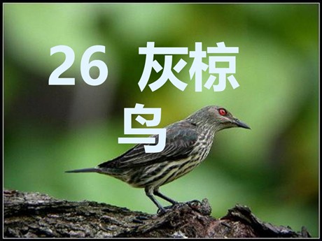 《灰椋鸟》PPT课件3