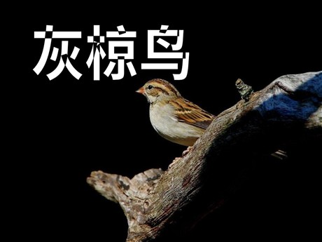 《灰椋鸟》PPT课件4