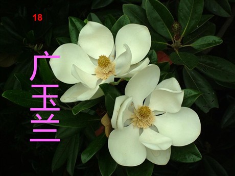 《广玉兰》PPT课件3