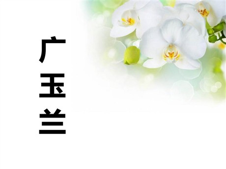 《广玉兰》PPT课件4
