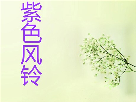 《紫色风铃》PPT课件2