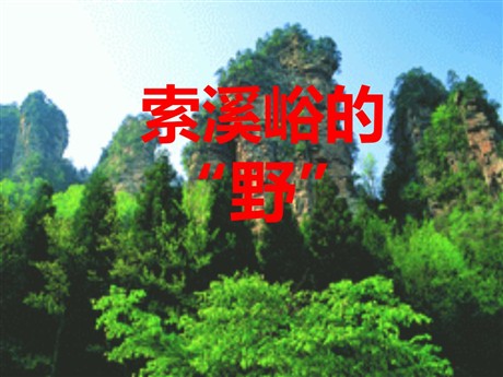 《索溪峪的“野”》PPT课件下载5