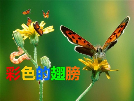 《彩色的翅膀》PPT课件下载2