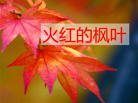 《火红的枫叶》PPT课件2