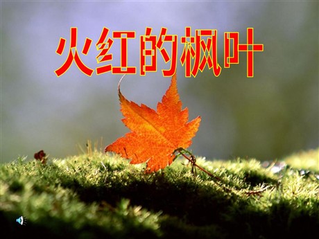 《火红的枫叶》PPT课件5