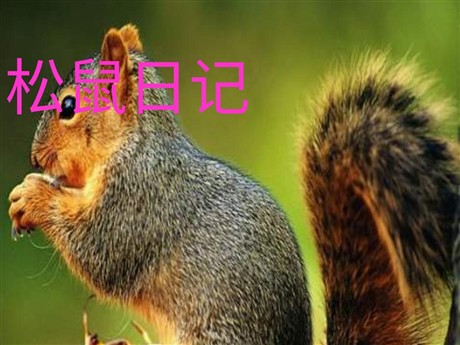 《松鼠日记》PPT课件