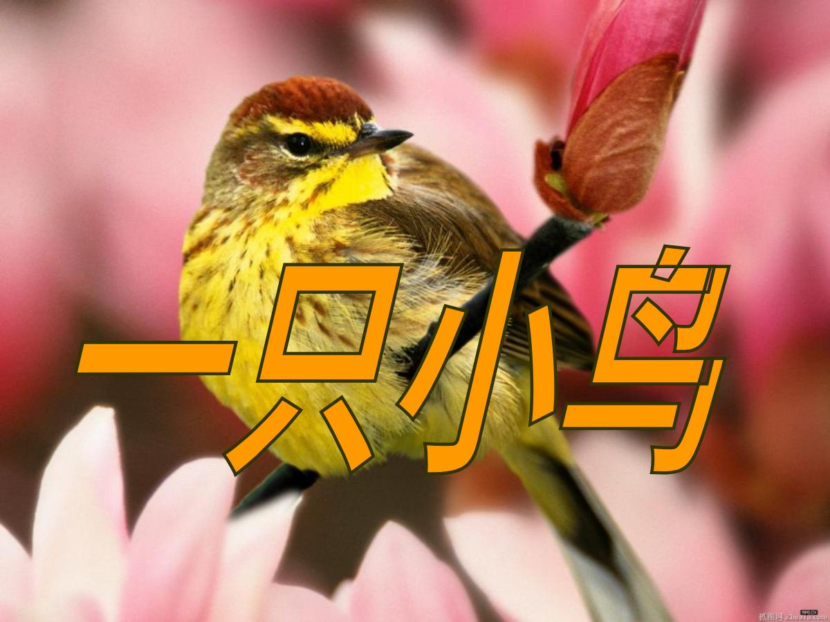 《一只小鸟》PPT课件