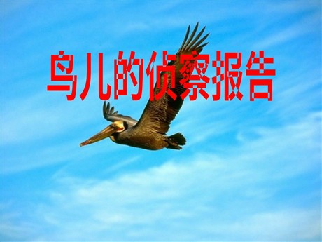 《鸟儿的侦察报告》PPT课件3