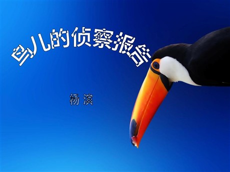 《鸟儿的侦察报告》PPT课件4