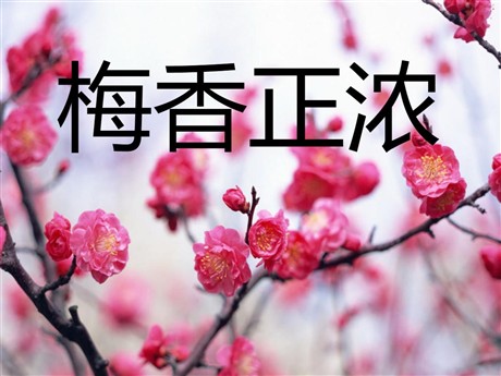 《梅香正浓》PPT课件2