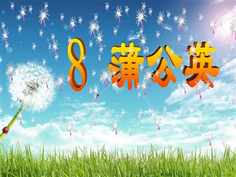 《蒲公英》PPT课件3