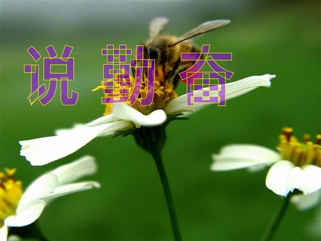《说勤奋》PPT课件3
